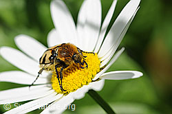 Foto: Gebänderter Pinselkäfer (Trichius fasciatus)