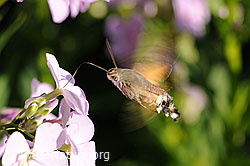 F068231: Taubenschwänzchen