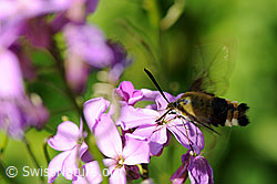 Foto: Hummelschwärmer (Hemaris fuciformis) auf Blüte