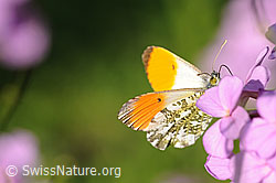 Foto: Schmetterling: Aurorafalter