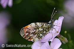 Foto: Aurorafalter (Anthochais cardamines)
