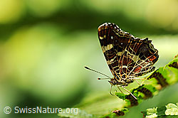 Foto: Landkärtchen (Araschnia levana)