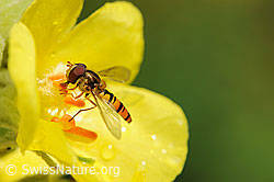 Foto: Schwebefliege auf gelber Blüte