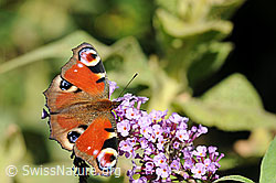 Foto: Tagpfauenauge (Inachis io)