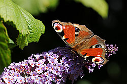 Pfauenauge (Inachis io)