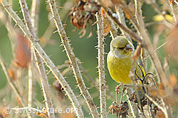 Foto: Grünling (Chloris chloris) im Dornenstrauch sitzend
