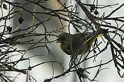 Foto: Grünling (Chloris chloris)