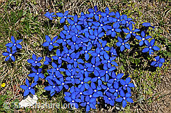 Foto: Gruppe blühender Enzian