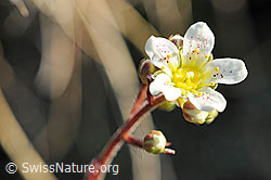 Foto: Blüte Traubensteinbrech