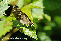 Foto: Brauner Waldvogel (Aphantopus hyperantus)