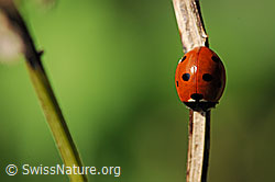 Foto: Siebenpunkt Marienkäfer (Coccinella septempunctata)