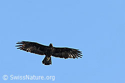 Foto: Adler (Steinadler)
