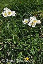 F086200: Narzissenblütige Anemone