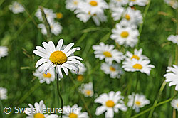 F086550: Gewöhnliche Wiesen-Margerite (Leucanthemum vulgare)
