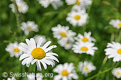 F086551: Gewöhnliche Wiesen-Margerite (Leucanthemum vulgare)
