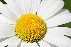 F086552: Gewöhnliche Wiesen-Margerite (Leucanthemum vulgare)