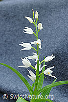 Langblättriges Waldvögelein (Cephalanthera longifolia) (F087863) Langblättriges Waldvögelein (Cephalanthera longifolia) (F087863)