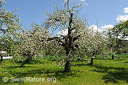 F096169: Frühlingsbild: Blühende Bäume (Apfelbäume) eines Obstgartens