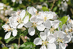 F096175: Blüten des Apfelbaums
