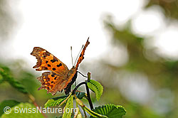 F129139: C-Falter (Polygonia c-album)