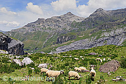 Foto: Schafherde im hinteren Teil des Kientals