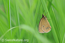 Foto: Brauner Waldvogel (Aphantopus hyperantus)