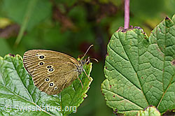 Foto: Brauner Waldvogel (Aphantopus hyperantus)