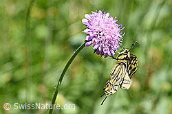 Schwalbenschwanz (Papilio machaon) an Skabiose (F146185) Schwalbenschwanz (Papilio machaon) an Skabiose (F146185)