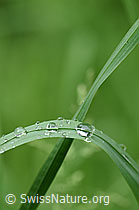 F152039: Wassertropfen auf Grashalm