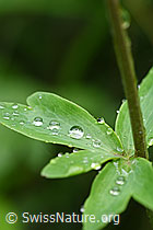 F152042: Wassertropfen auf Blatt