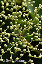 F152164: Schwarzer Holunder (Sambucus nigra)