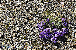 Foto: Alpen-Leinkraut (Linaria alpina)