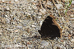 Foto: Trauermantel (Nymphalis antiopa)