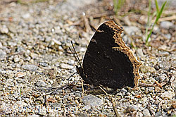 Foto: Trauermantel (Nymphalis antiopa)