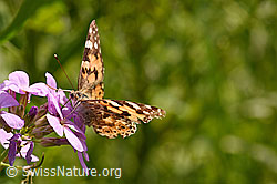 F158775: Distelfalter (Cynthia cardui)