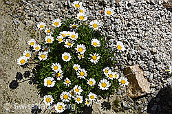 Gewöhnliche Alpenmargerite (Leucanthemopsis alpina) (08.2019, F160188)