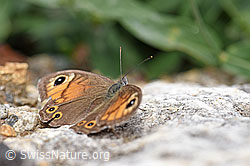 Foto: Braunauge (Lasiommata maera)