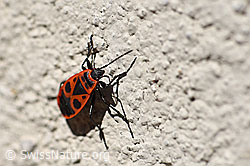 Foto: Gemeine Feuerwanze (Pyrrhocoris apterus)