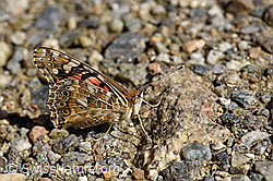 Foto: Distelfalter (Cynthia cardui) mit geschlossenen Flügeln
