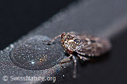 F162783: Bartwinkerzikade (Idiocerus herrichii)