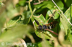 Foto: Polistes albellus
