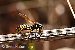 Foto: Französische Feldwespe (Polistes dominula)