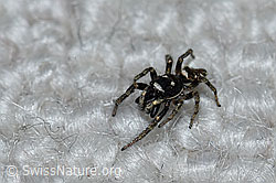 Foto: Zerbraspringspinne, Männchen