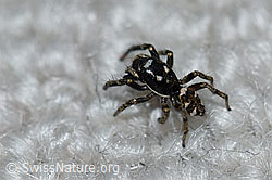 Foto: Zerbraspringspinne, Männchen
