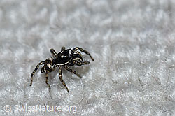 Foto: Zerbraspringspinne, Männchen