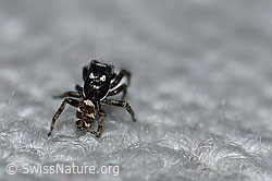 Foto: Zerbraspringspinne, Männchen
