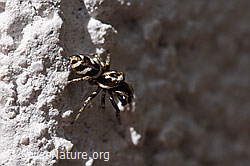 Foto: Zebra-Springspinne