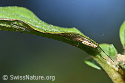 F164743: Bergstreckerspinne (Tetragnatha montana) an Blatt