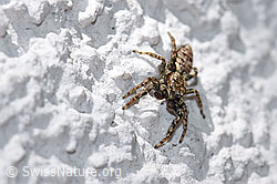 Foto: Sitticus pubescens