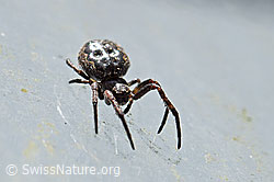 F164780: Spaltenkreuzspinne (Nuctenea umbratica)